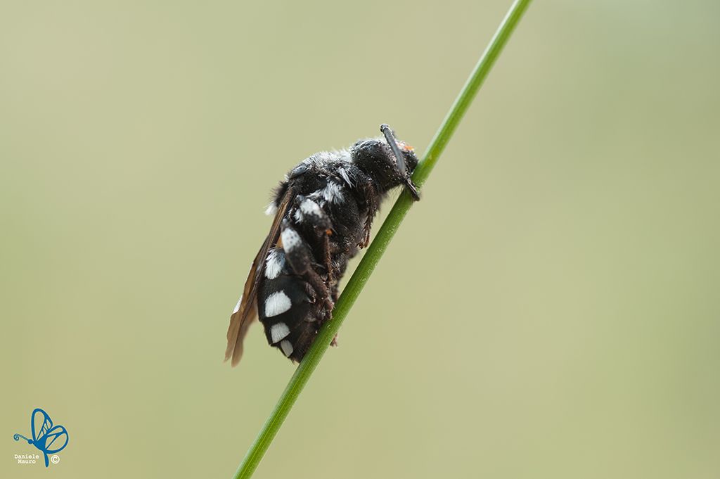 Cimbex quadrimaculatus... no, Thyreus cfr. histrionicus (Apidae Anthophorinae)